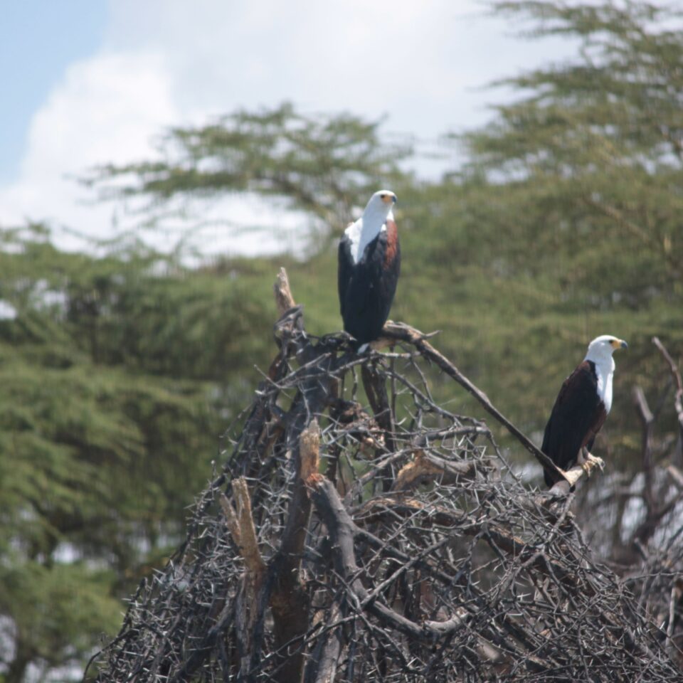 Take A Boat Ride on Lake Naivasha, Kenya