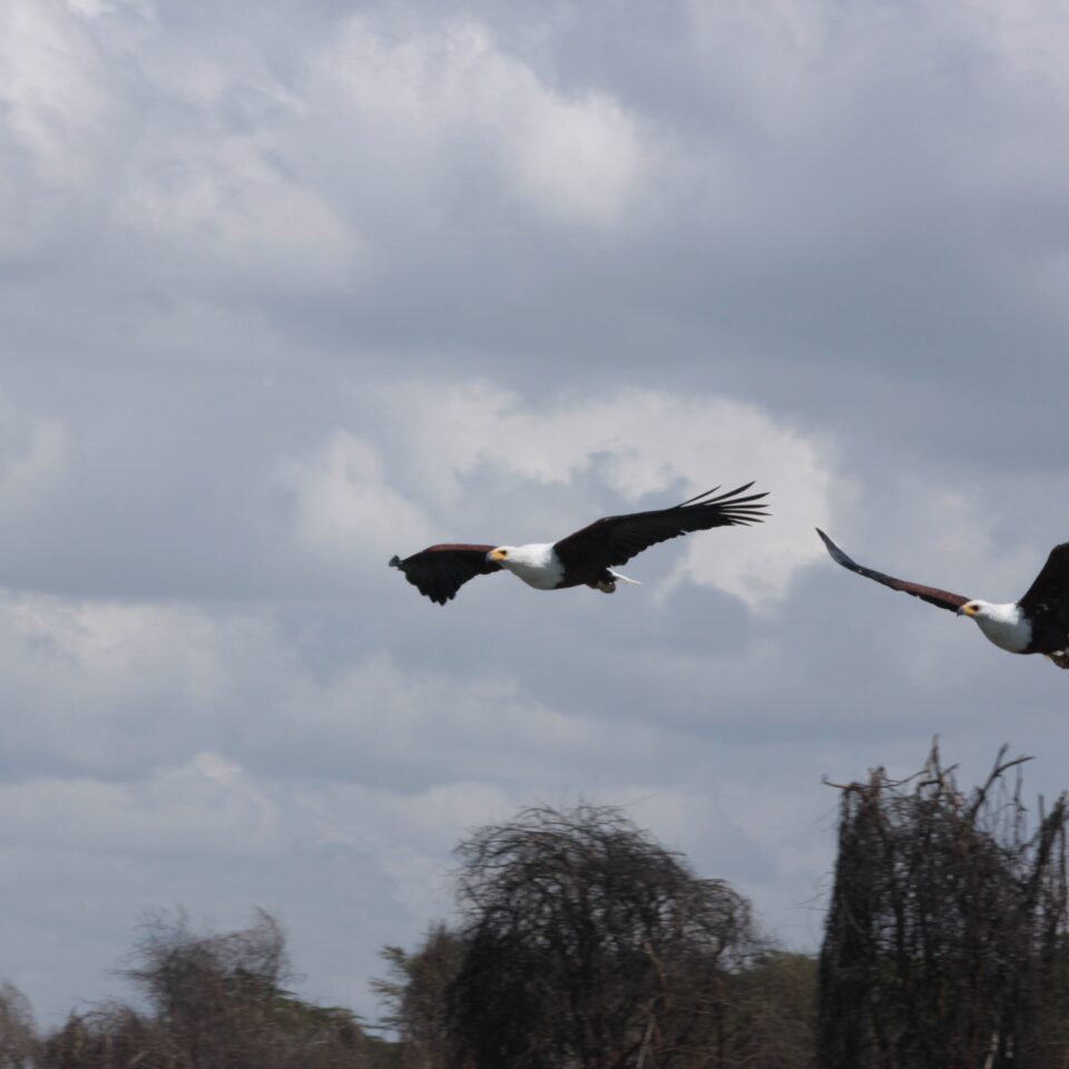 Take A Boat Ride on Lake Naivasha, Kenya