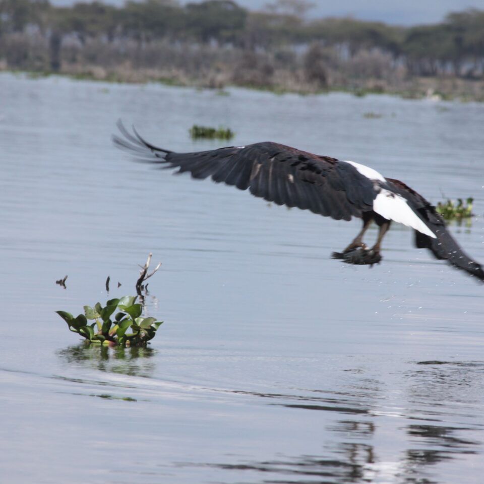 Take A Boat Ride on Lake Naivasha, Kenya