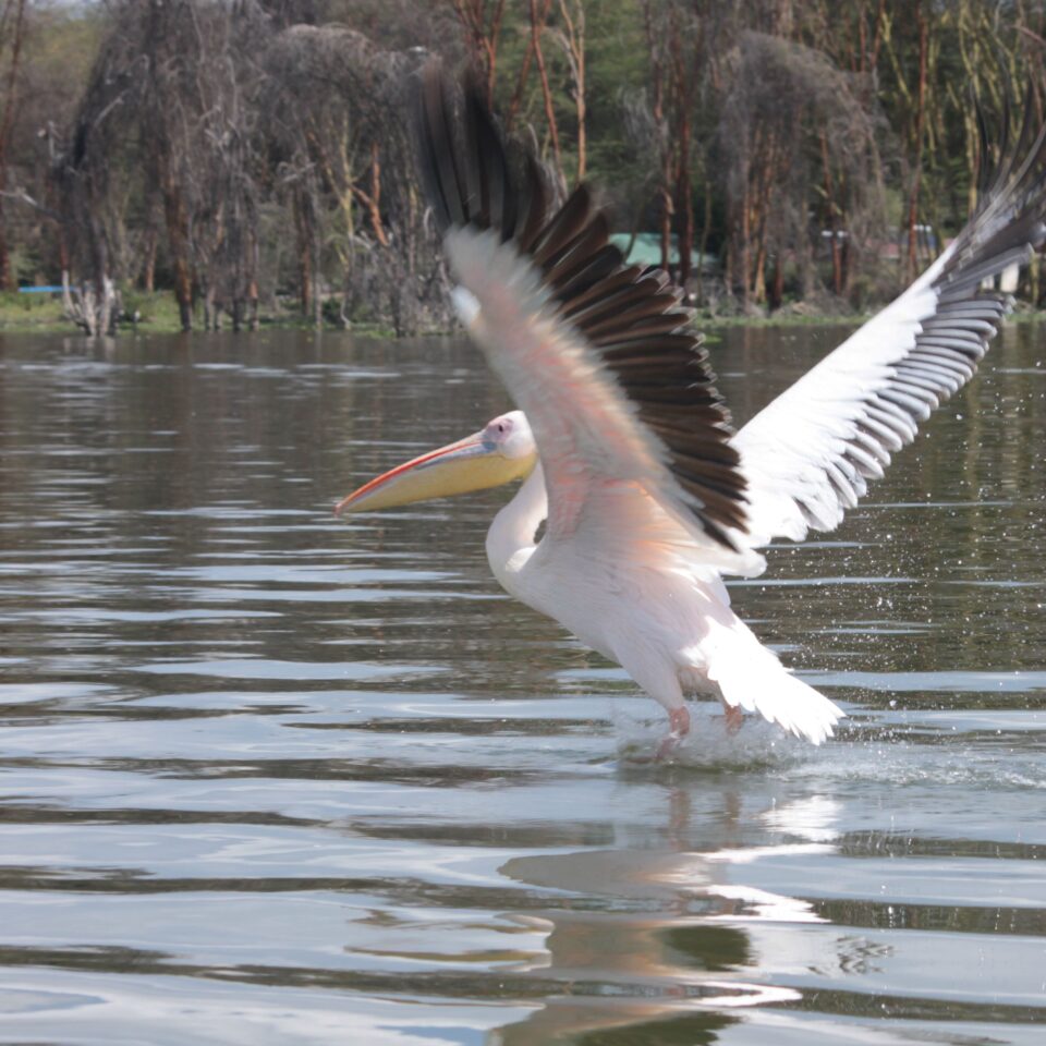 Take A Boat Ride on Lake Naivasha, Kenya