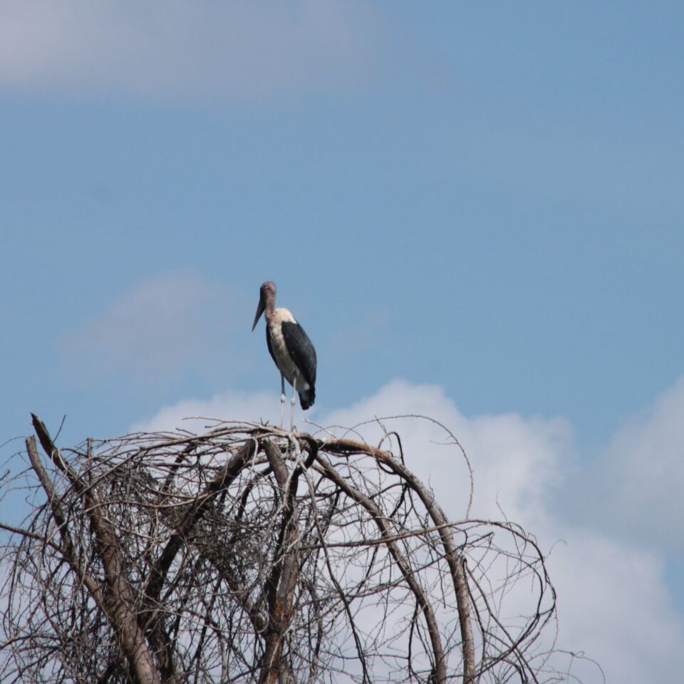 Take A Boat Ride on Lake Naivasha, Kenya