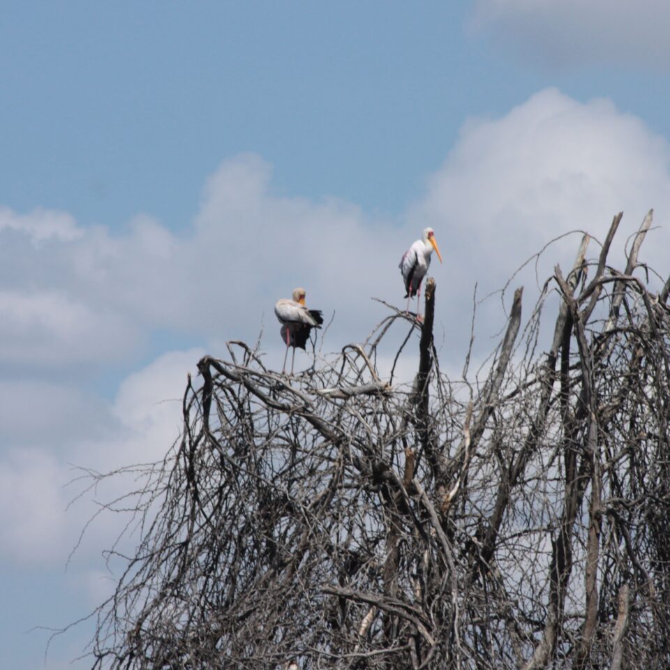 Take A Boat Ride on Lake Naivasha, Kenya