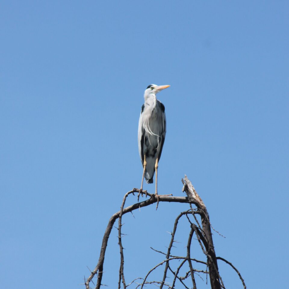 Take A Boat Ride on Lake Naivasha, Kenya