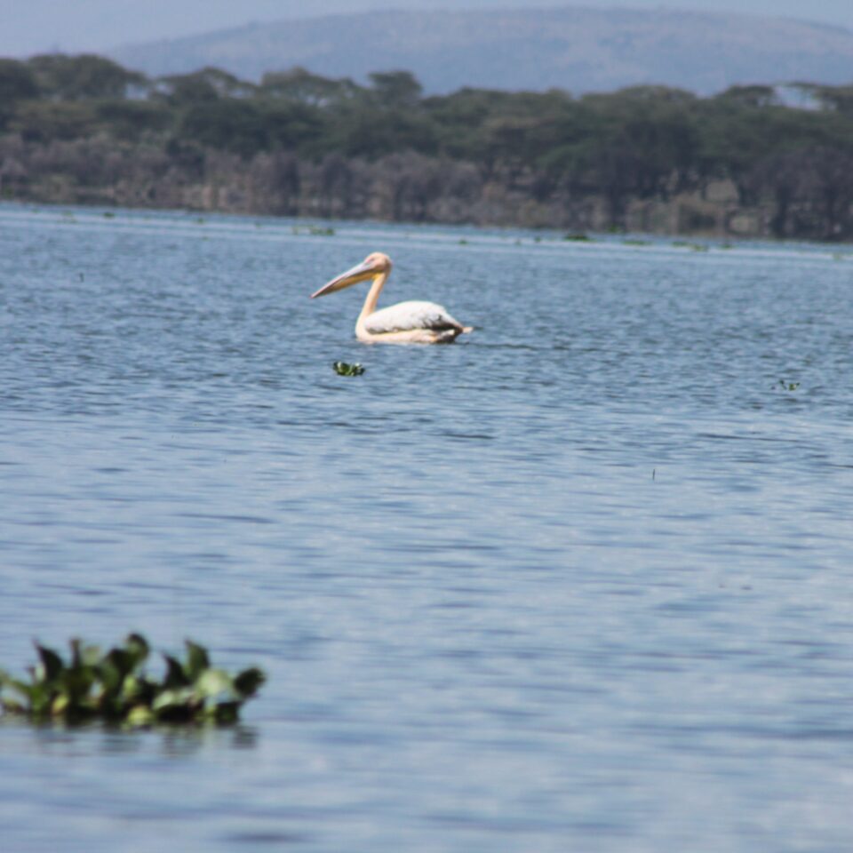 Take A Boat Ride on Lake Naivasha, Kenya