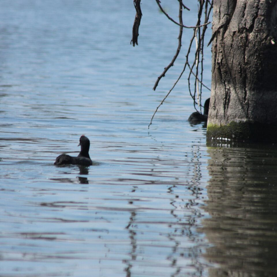 Take A Boat Ride on Lake Naivasha, Kenya