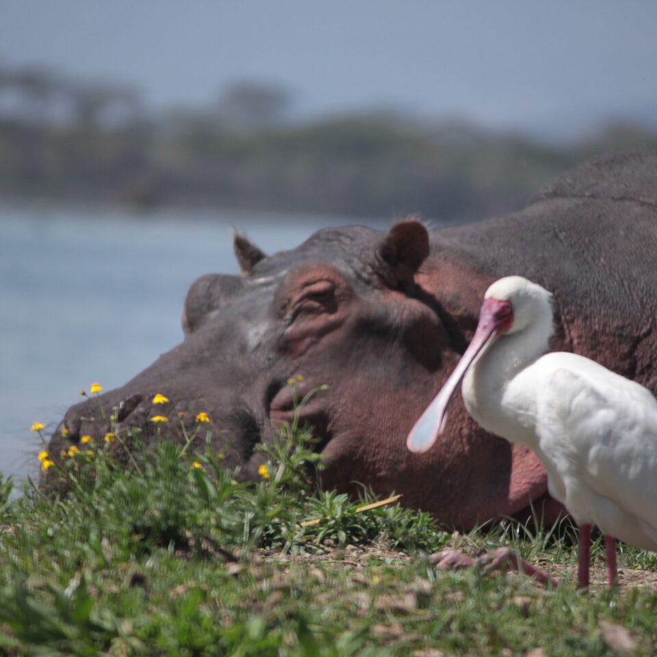 Take A Boat Ride on Lake Naivasha, Kenya