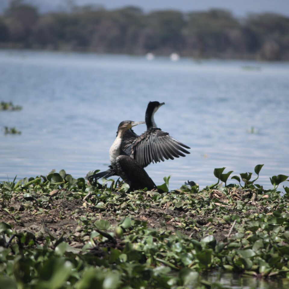 Take A Boat Ride on Lake Naivasha, Kenya