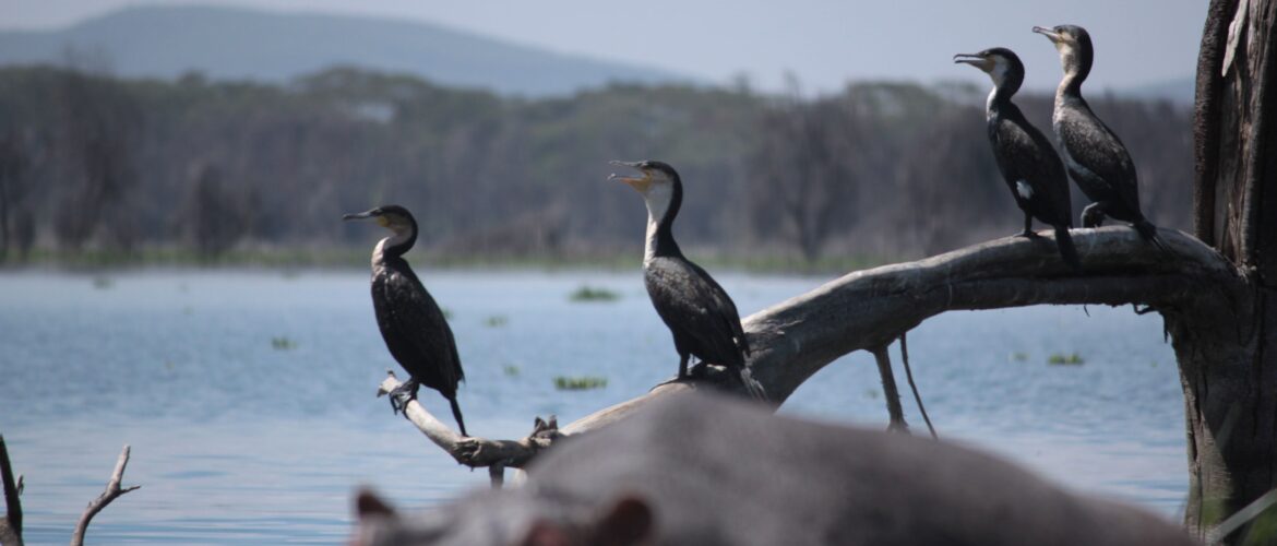 Take A Boat Ride on Lake Naivasha, Kenya