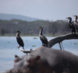 Take A Boat Ride on Lake Naivasha, Kenya