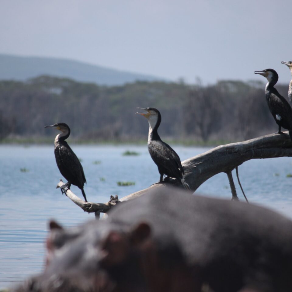 Take A Boat Ride on Lake Naivasha, Kenya