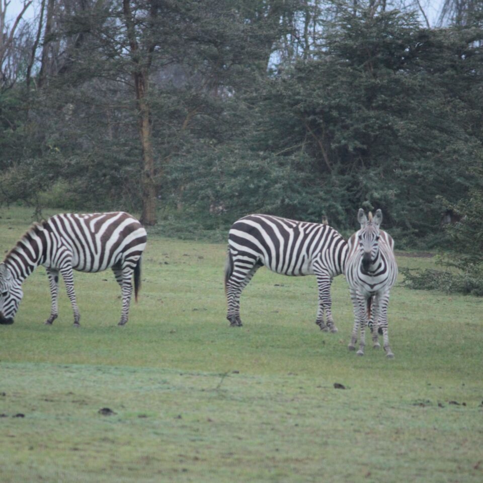 Hotel Review: Lake Naivasha Sopa Resort, Kenya