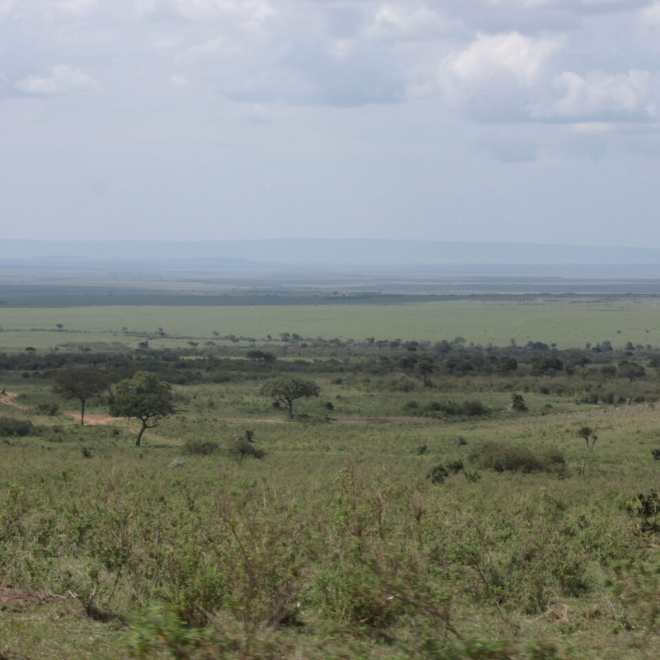 Maasai Mara Sunset Safari/Game Drive