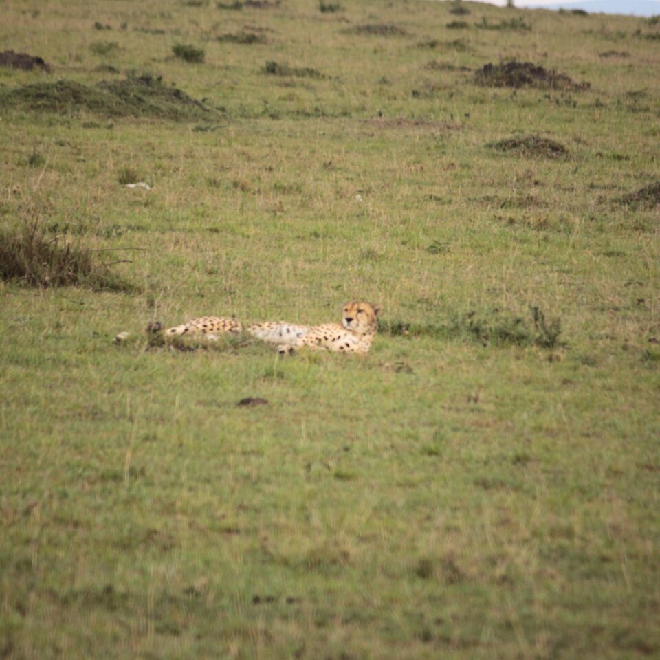 Maasai Mara Sunset Safari/Game Drive