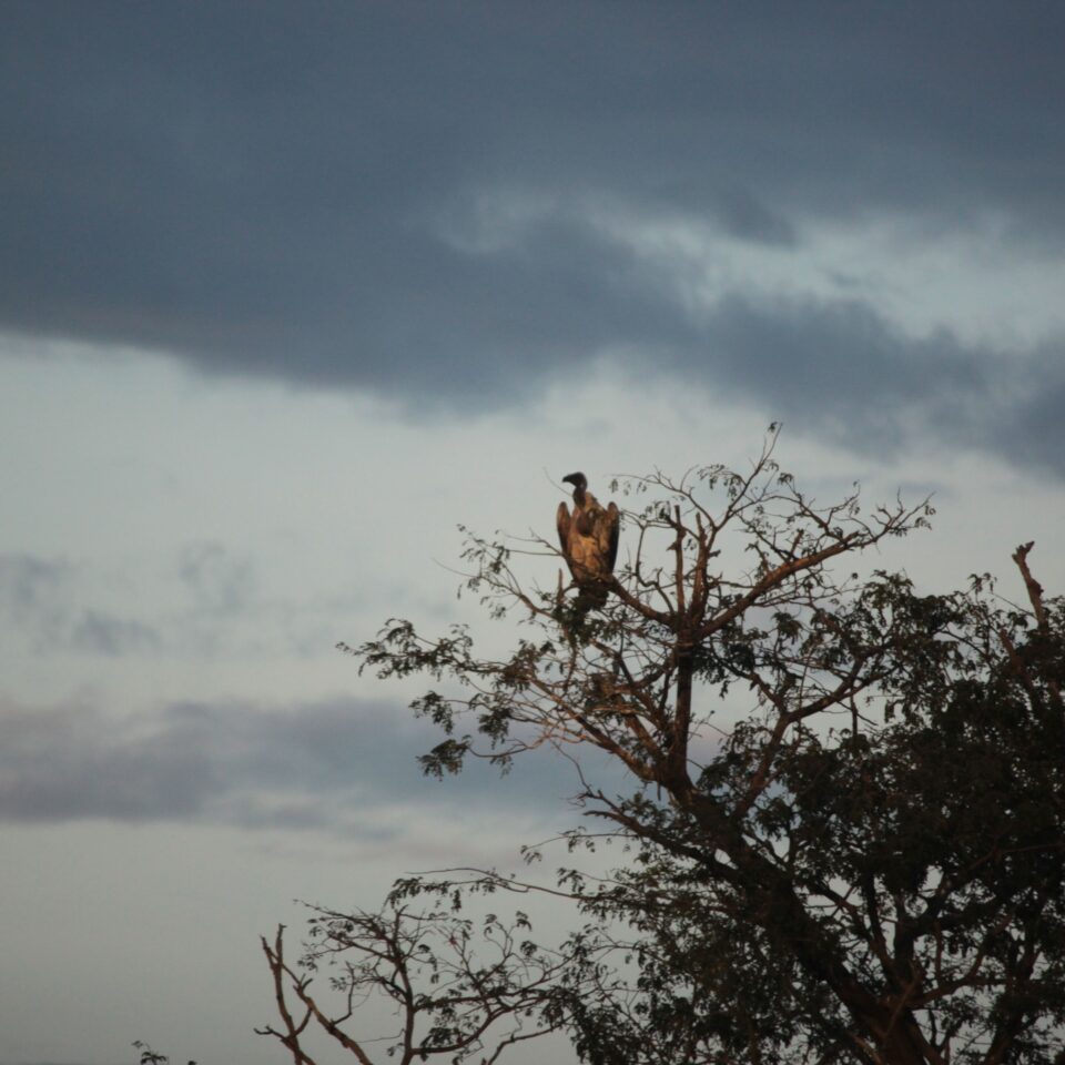 Maasai Mara Sunset Safari/Game Drive