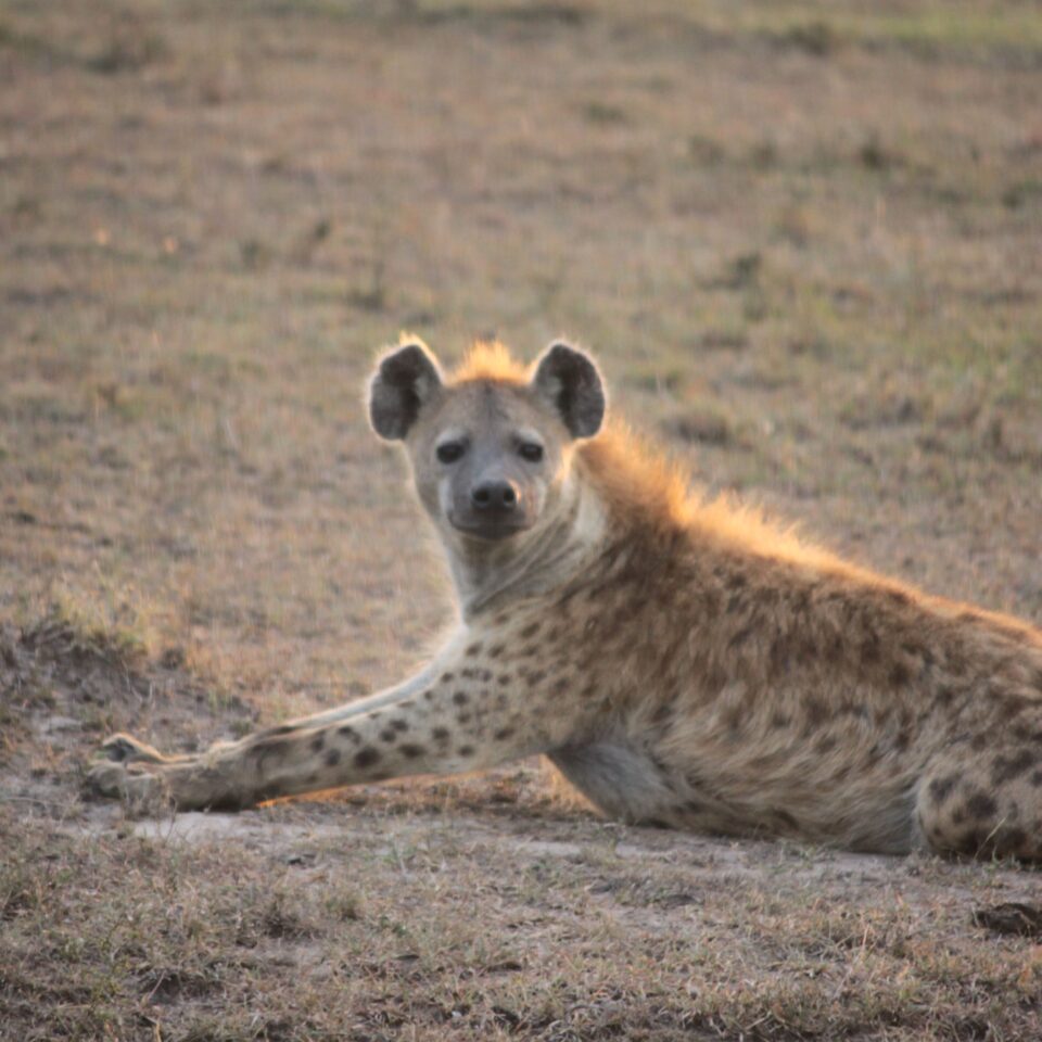 Maasai Mara Sunset Safari/Game Drive