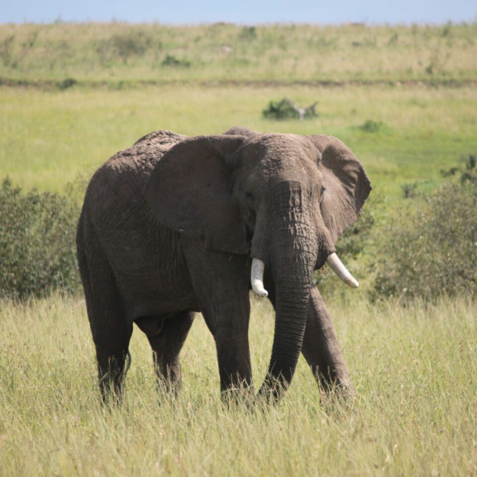 Elephant in Maasai Mara