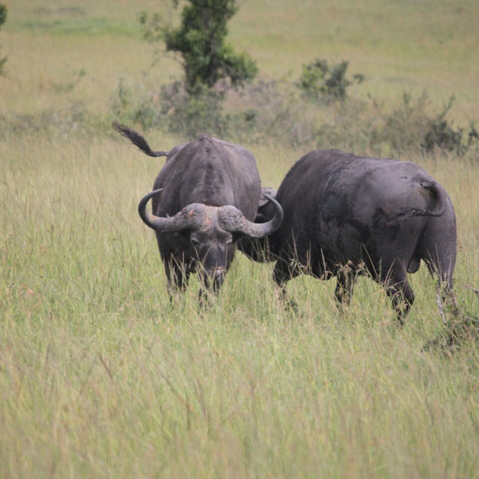 Maasai Mara Sunset Safari/Game Drive