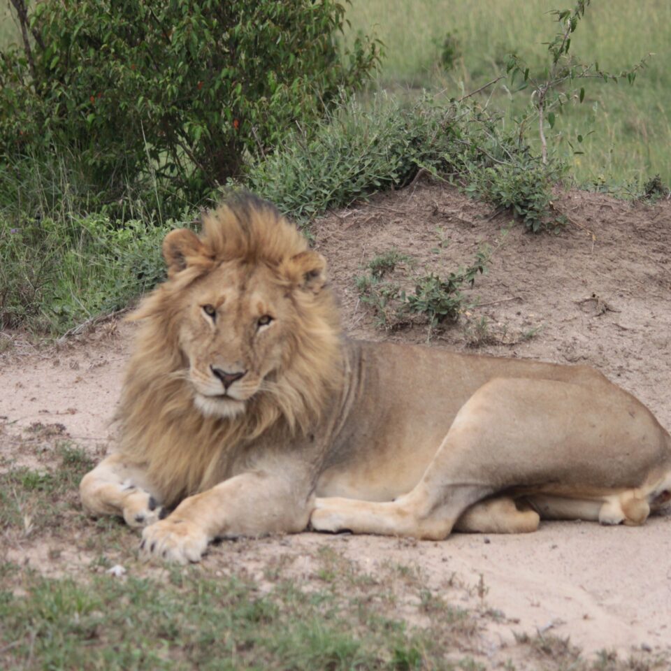 Maasai Mara Sunset Safari/Game Drive