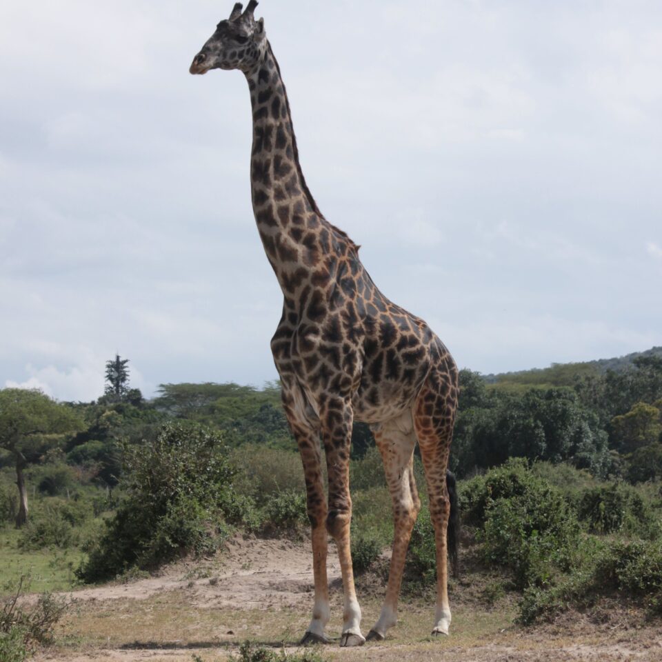 Maasai Mara Sunset Safari/Game Drive