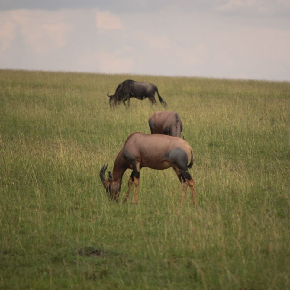 Maasai Mara Sunset Safari/Game Drive