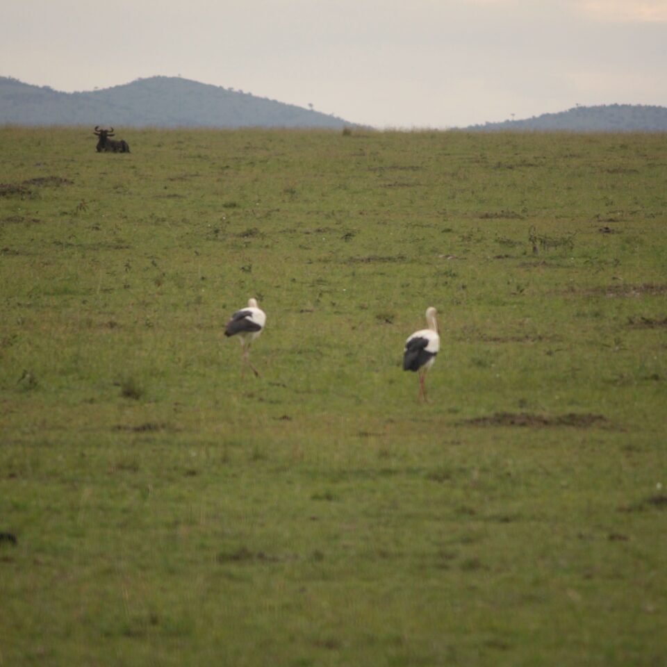 Maasai Mara Sunset Safari/Game Drive