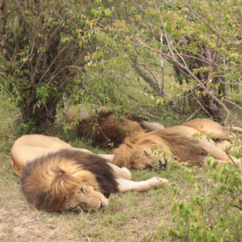 Maasai Mara Sunset Safari/Game Drive