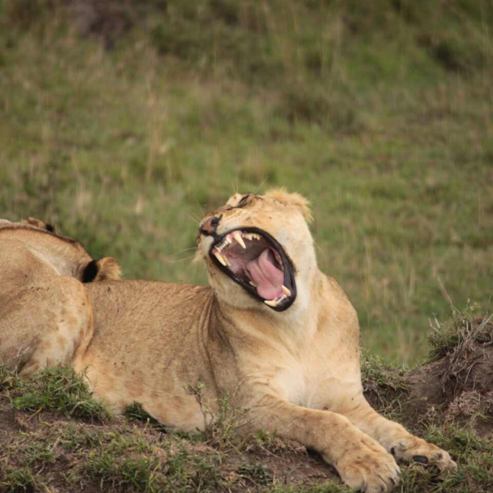 Maasai Mara Sunset Safari/Game Drive