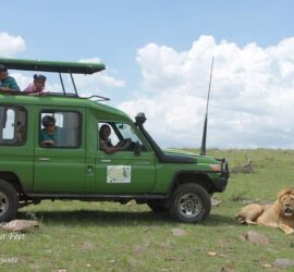 Full-day game drive in Maasai Mara