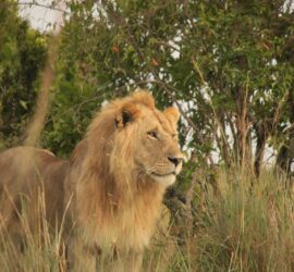 Full-day game drive in Maasai Mara