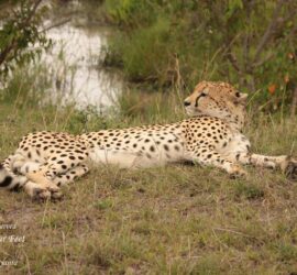 Full-day game drive in Maasai Mara