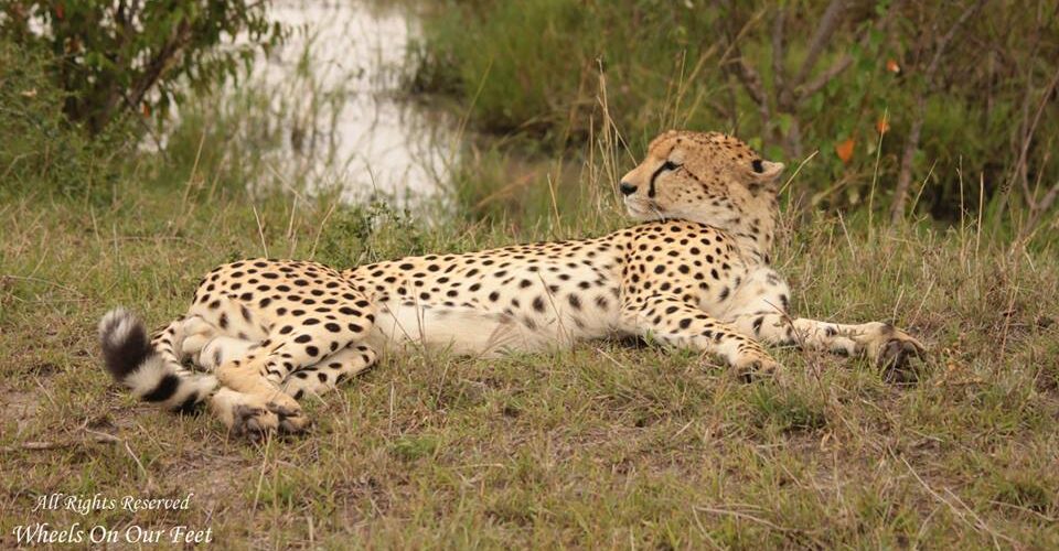 Full-day game drive in Maasai Mara