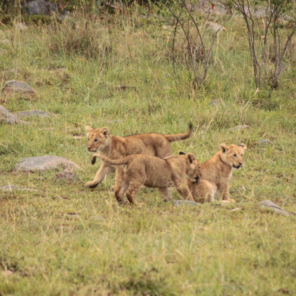 Sunrise Safari in Maasai Mara, Kenya