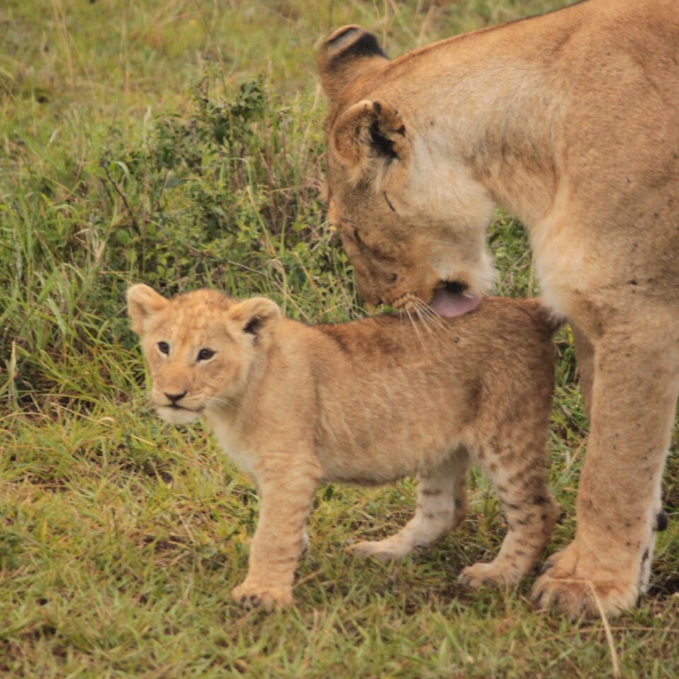 Sunrise Safari in Maasai Mara, Kenya