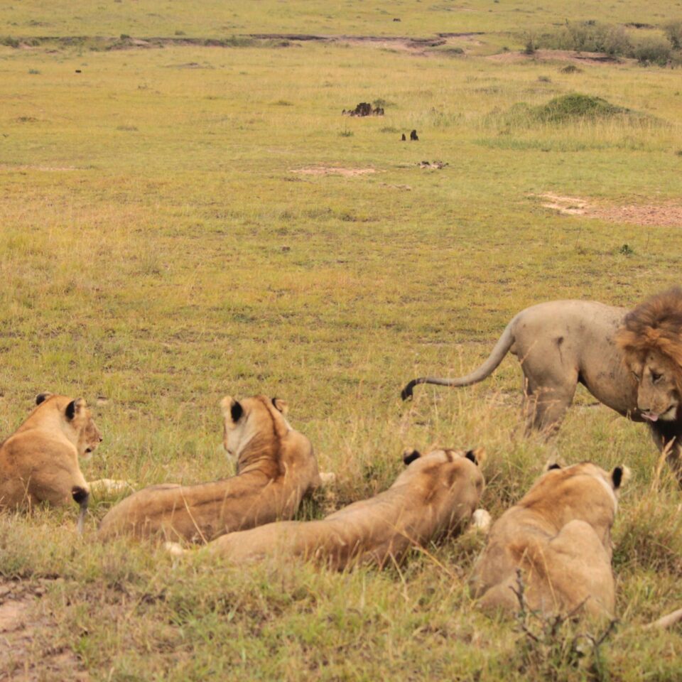 Sunrise Safari in Maasai Mara, Kenya