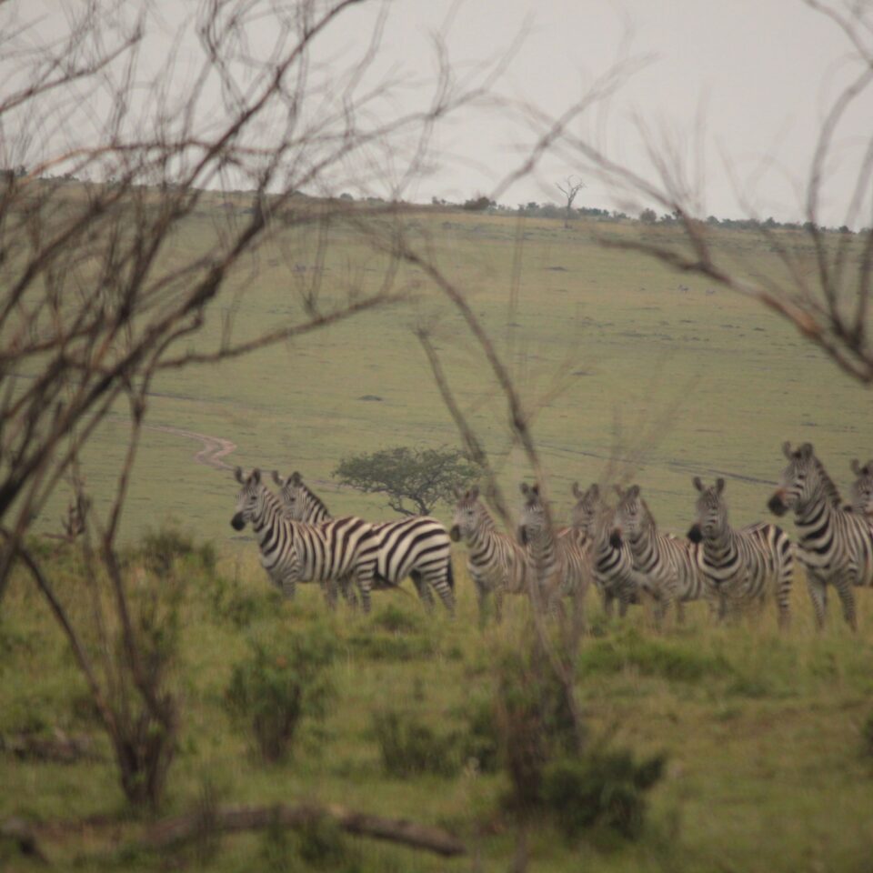 Sunrise Safari in Maasai Mara, Kenya