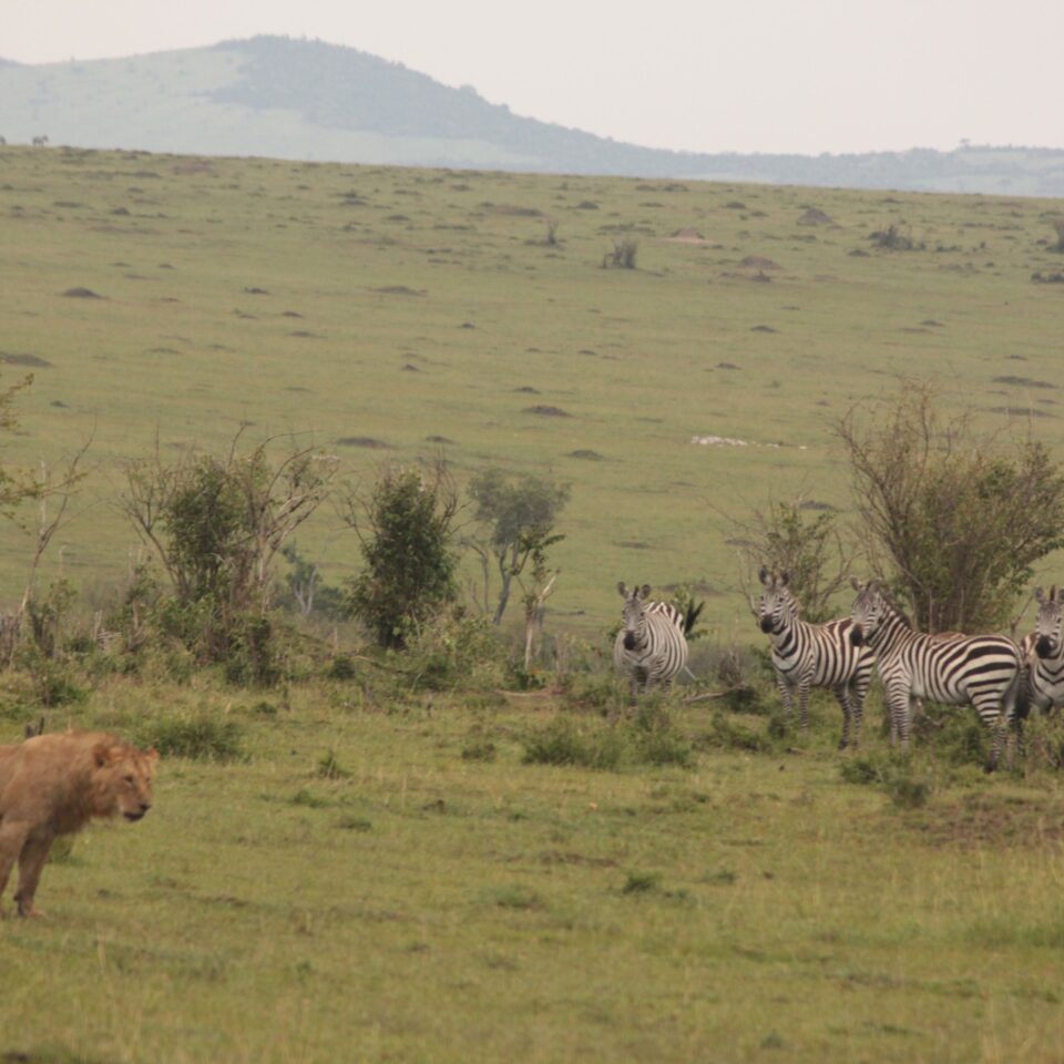 Sunrise Safari in Maasai Mara, Kenya