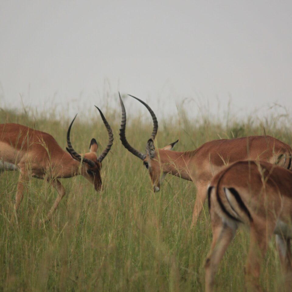 Sunrise Safari in Maasai Mara, Kenya