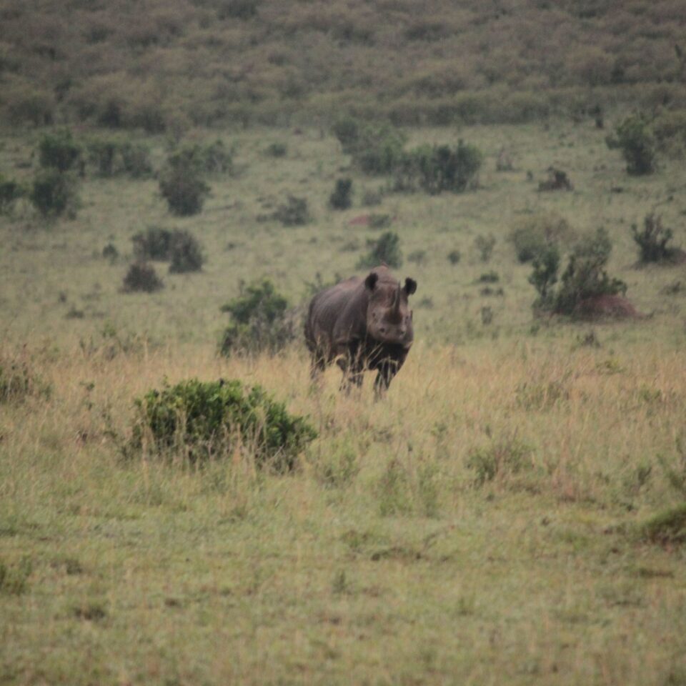 Sunrise Safari in Maasai Mara, Kenya