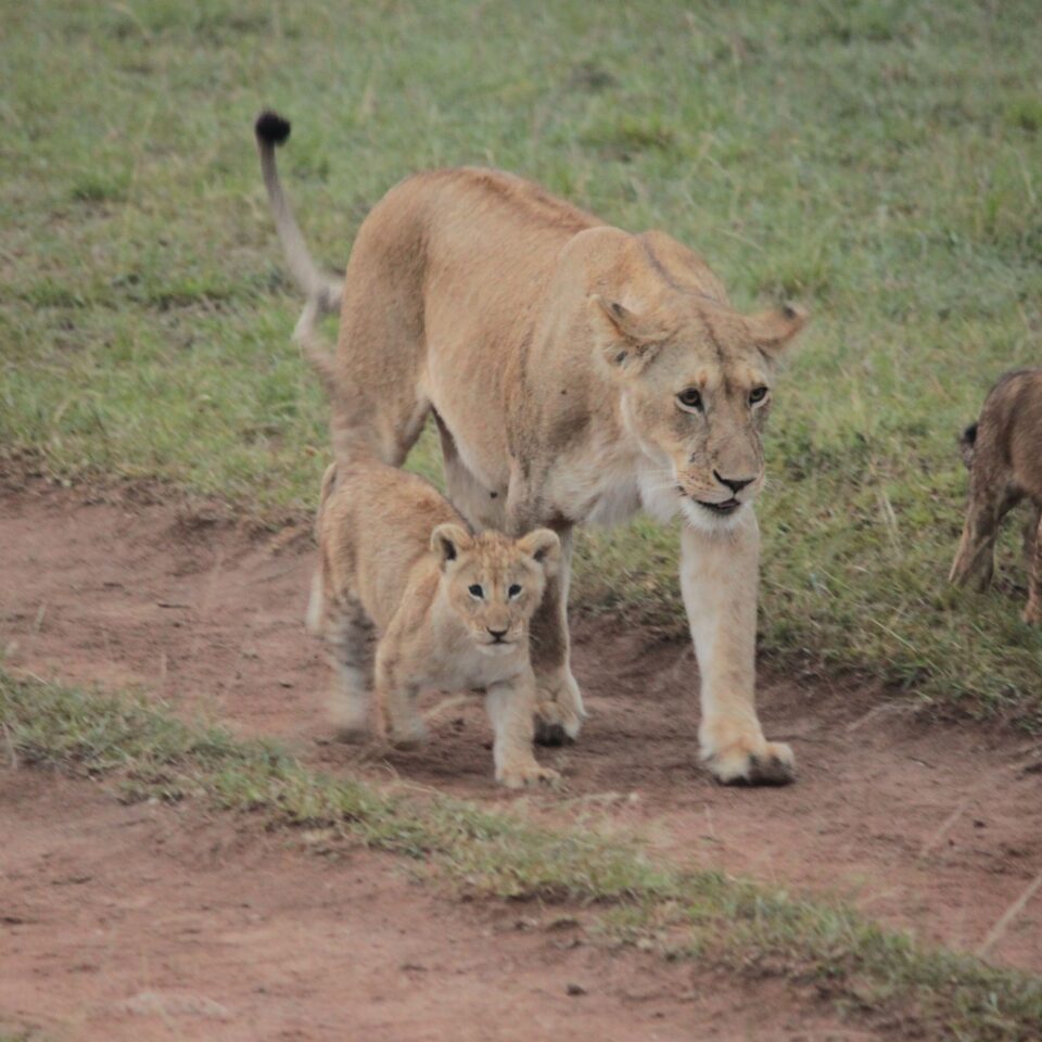 Sunrise Safari in Maasai Mara, Kenya