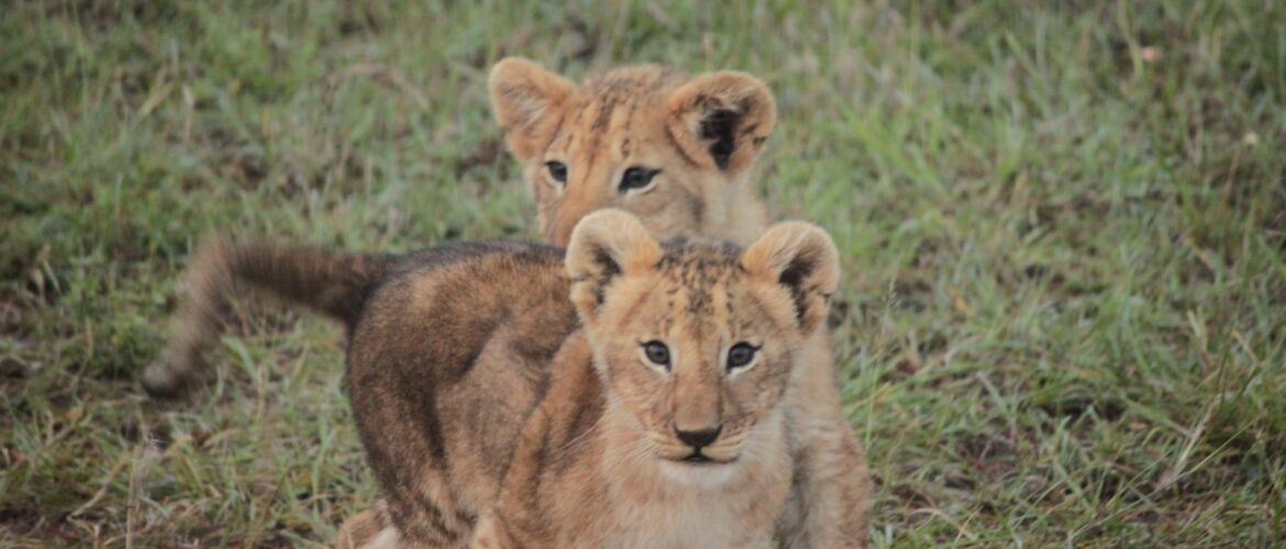 Sunrise Safari in Maasai Mara, Kenya