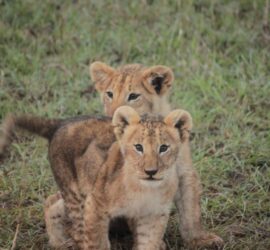 Sunrise Safari in Maasai Mara, Kenya