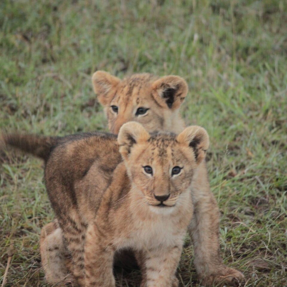 Sunrise Safari in Maasai Mara, Kenya