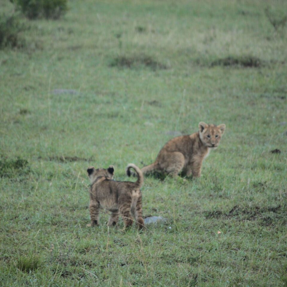 Sunrise Safari in Maasai Mara, Kenya