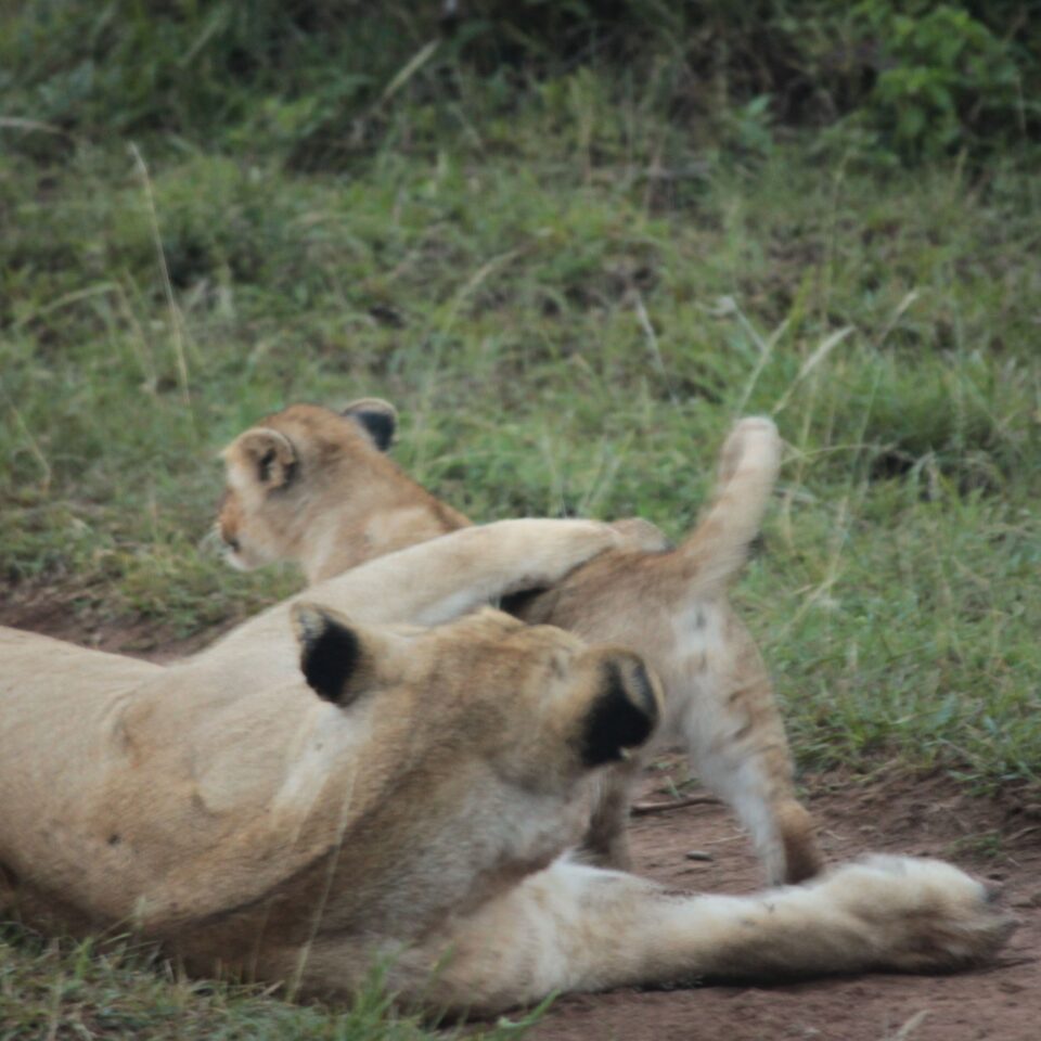 Sunrise Safari in Maasai Mara, Kenya