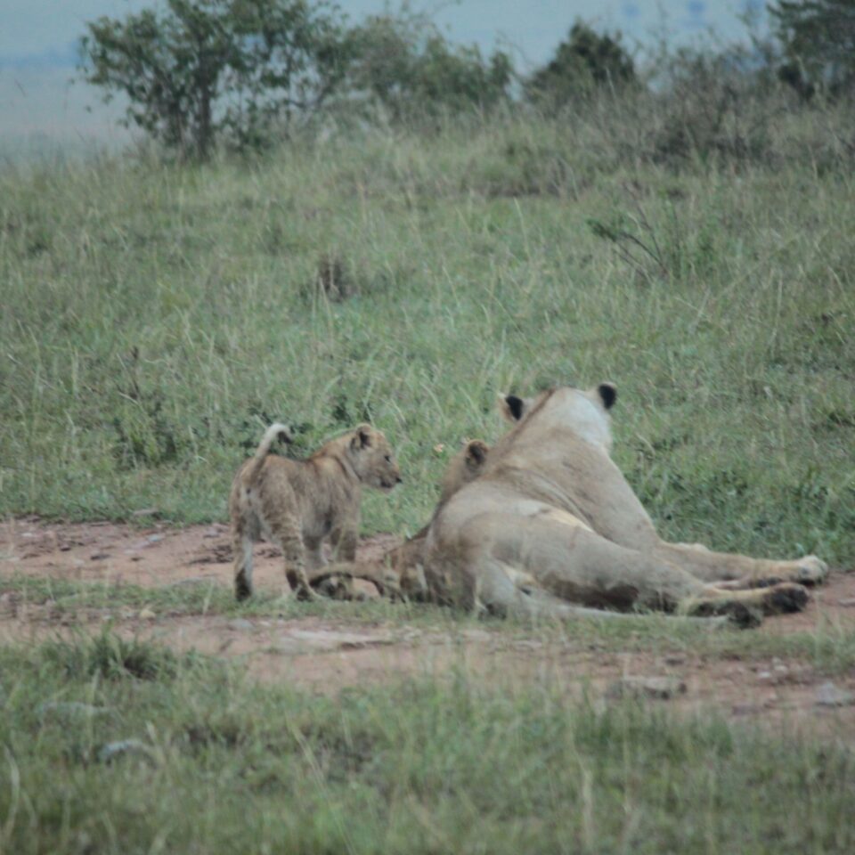 Sunrise Safari in Maasai Mara, Kenya