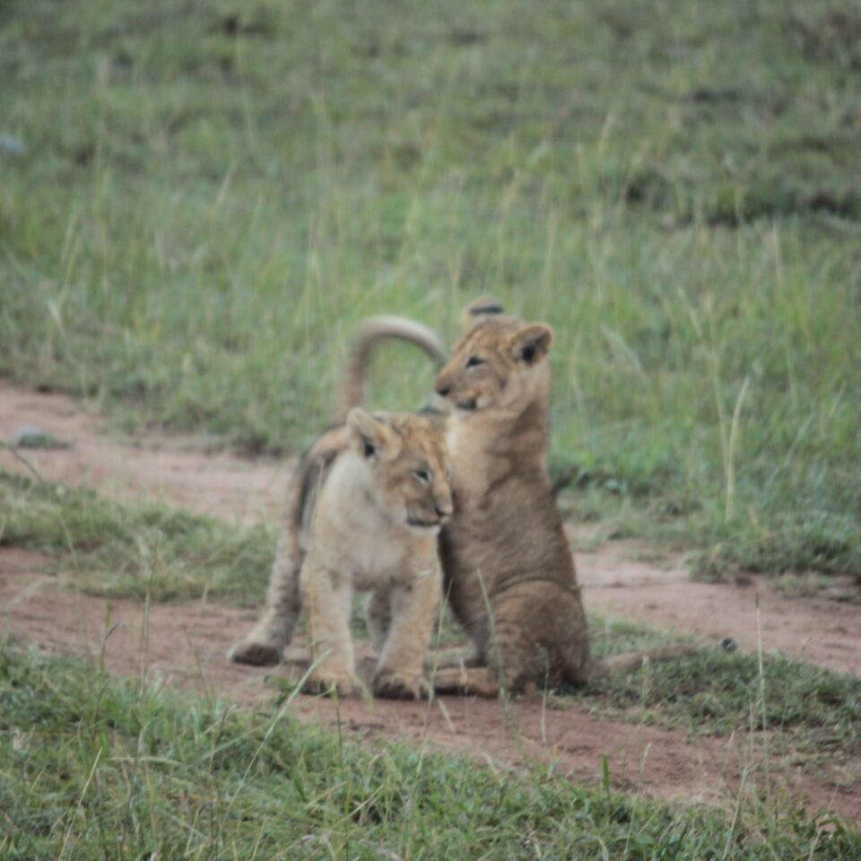 Sunrise Safari in Maasai Mara, Kenya