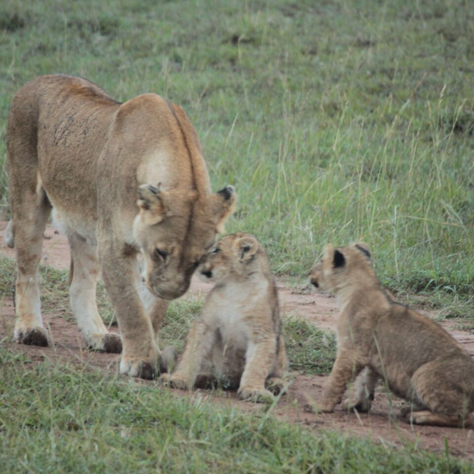 Sunrise Safari in Maasai Mara, Kenya