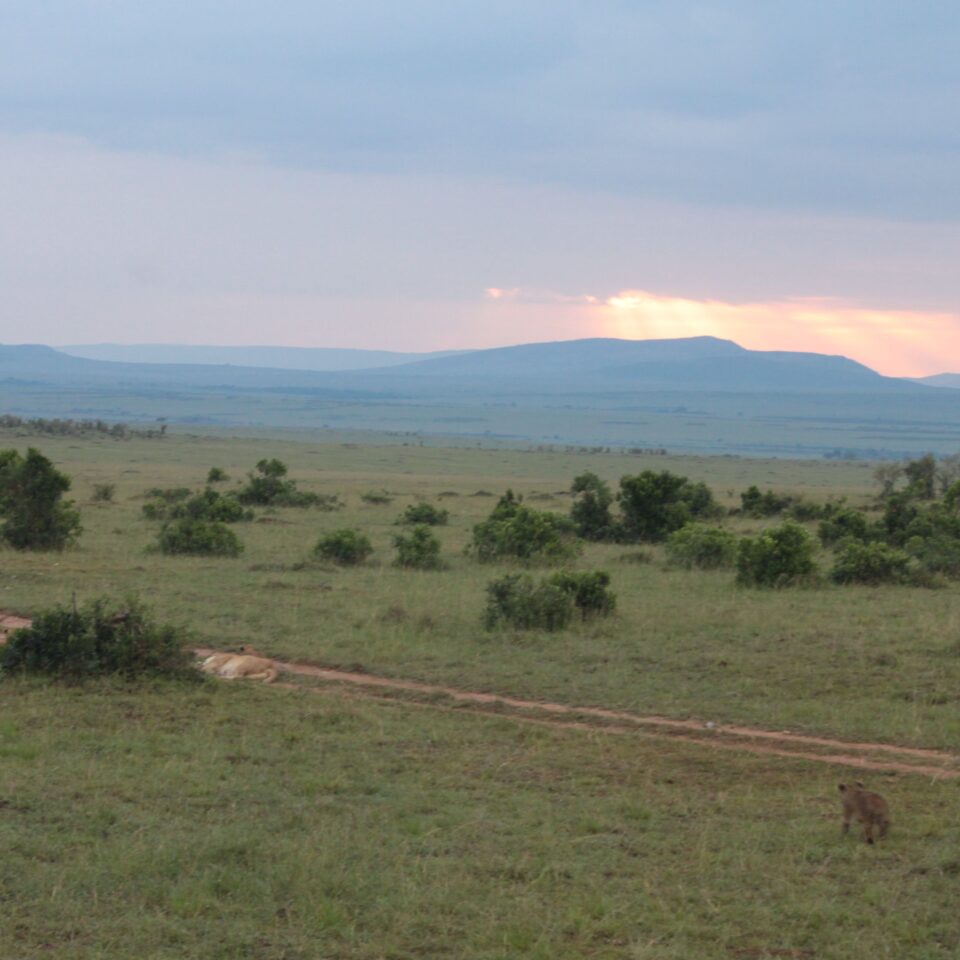 Sunrise Safari in Maasai Mara, Kenya