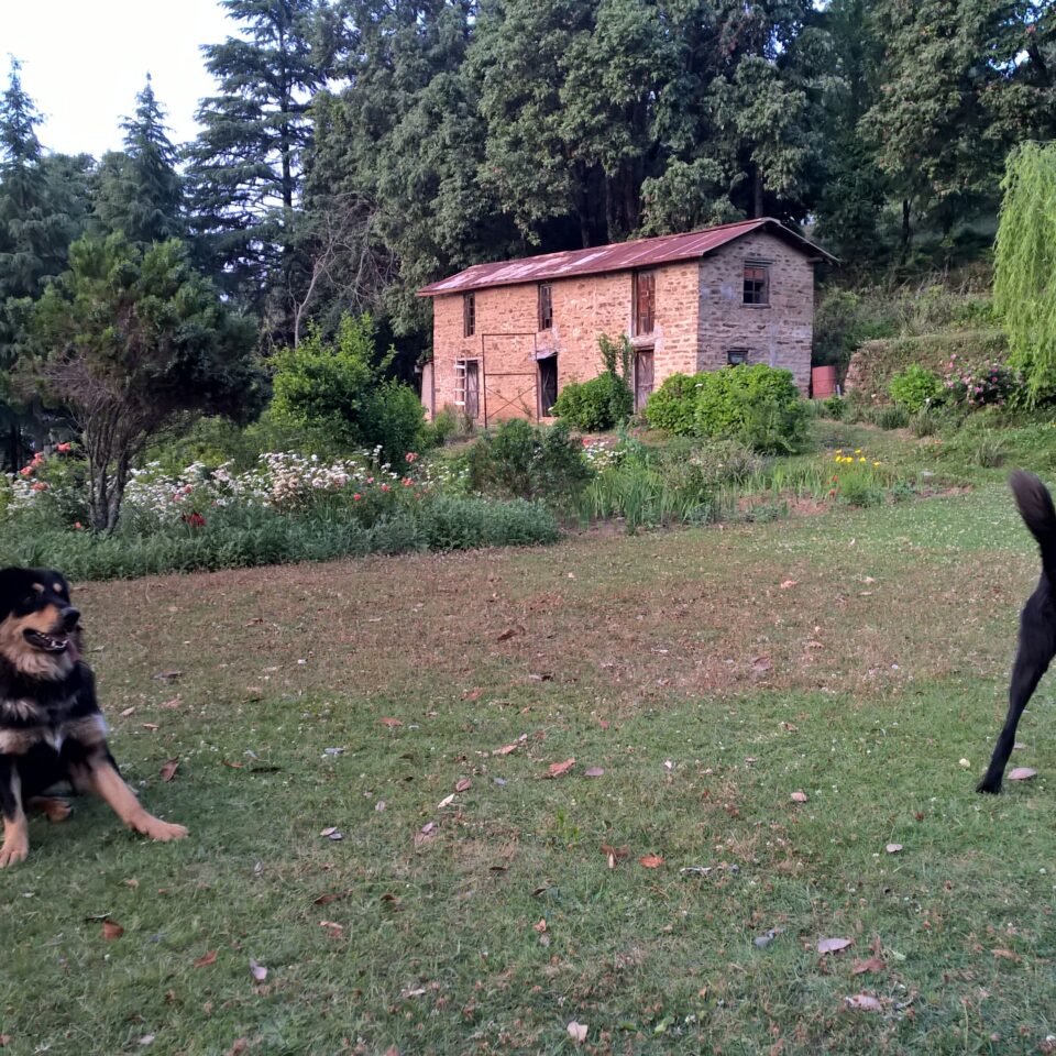 The 2nd Halt in Uttarakhand Road-trip -- Abbott Mount: the Abbott Mount Cottage