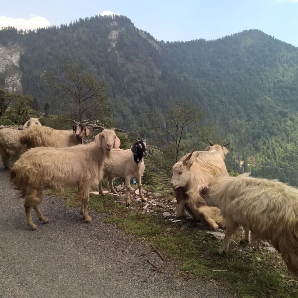 Drive to Munsiyari, Uttarakhand